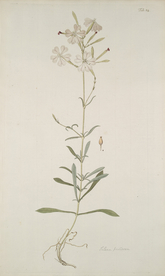 精美绘画草本植物图谱