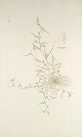 精美绘画草本植物图谱