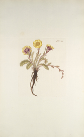 精美绘画草本植物图谱