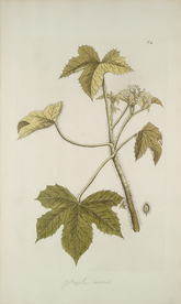 精美绘画草本植物图谱