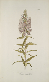 精美绘画草本植物图谱