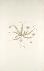 精美绘画草本植物图谱