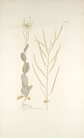 精美绘画草本植物图谱