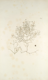 精美绘画草本植物图谱