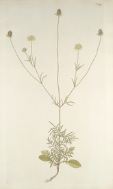 精美绘画草本植物图谱