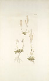 精美绘画草本植物图谱