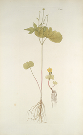 精美绘画草本植物图谱