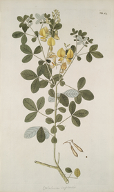 精美绘画草本植物图谱