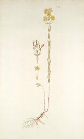 精美绘画草本植物图谱