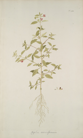 精美绘画草本植物图谱