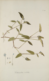 精美绘画草本植物图谱