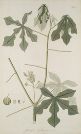 精美绘画草本植物图谱