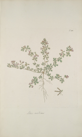 精美绘画草本植物图谱