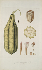 精美绘画草本植物图谱