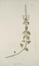 精美绘画草本植物图谱