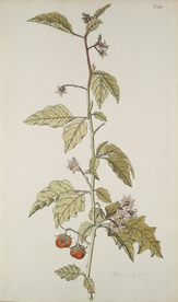 精美绘画草本植物图谱