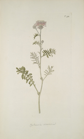 精美绘画草本植物图谱