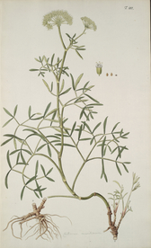 精美绘画草本植物图谱