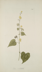 精美绘画草本植物图谱