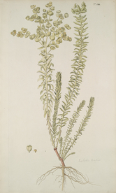 精美绘画草本植物图谱