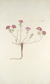 精美绘画草本植物图谱