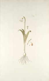 精美绘画草本植物图谱