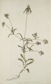 精美绘画草本植物图谱