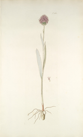 精美绘画草本植物图谱