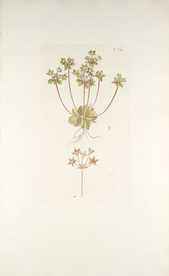 精美绘画草本植物图谱