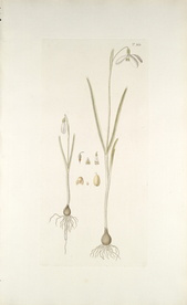 精美绘画草本植物图谱