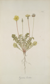 精美绘画草本植物图谱