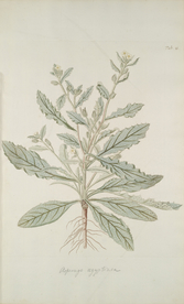 精美绘画草本植物图谱