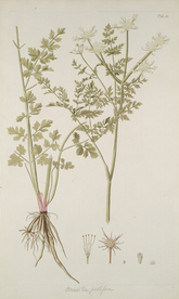 精美绘画草本植物图谱