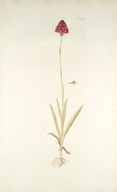 精美绘画草本植物图谱