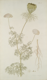 精美绘画草本植物图谱