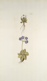 精美绘画草本植物图谱