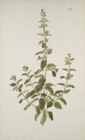 精美绘画草本植物图谱