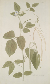 精美绘画草本植物图谱