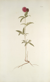 精美绘画草本植物图谱