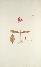 精美绘画草本植物图谱