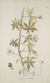 精美绘画草本植物图谱