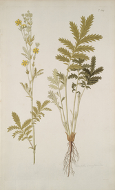 精美绘画草本植物图谱