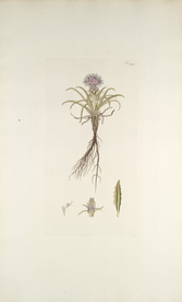 精美绘画草本植物图谱