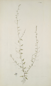 精美绘画草本植物图谱