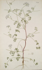 精美绘画草本植物图谱