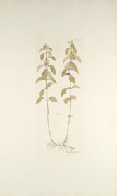 精美绘画草本植物图谱