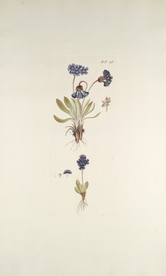 精美绘画草本植物图谱