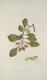 精美绘画草本植物图谱