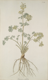 精美绘画草本植物图谱