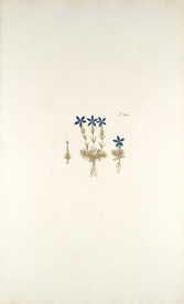 精美绘画草本植物图谱